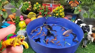 Unboxing 🐟 Ikan Hias Aquarium Warna Warni, Ikan Cupang, bebek lucu, bebek angsa,bebek berenang 🐥🕊