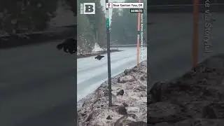 RARE ANIMAL SIGHTING &mdash; &ldquo;Threatened