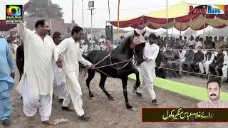 Noor Bakhat نو ر بخت All Punjab Horse Dance Moza Jakhar Kamaliya 2023 l Haji Hakam Ali Jappa