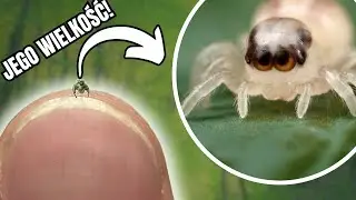 MNIEJSZY niż ZIARNO PIASKU! 🤯| Rekordowe pająki!
