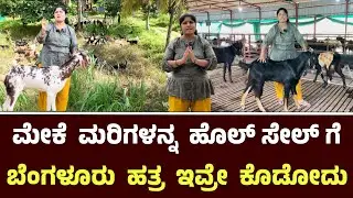 ಮೇಕೆ ಮರಿಗಳನ್ನ ಹೊಲ್ ಸೇಲ್ ಗೆ ಬೆಂಗಳೂರು ಹತ್ರ ಇವ್ರೇ ಕೊಡೋದು || Vistara Goat Farm Tavarekere Bangalore 