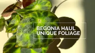 Begonia Haul | Unique Foliage