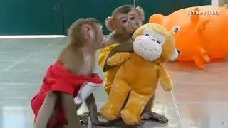 Dodo Share A Lot Of Doll With Mori Play, Adorable Baby Monkey Morning Routine