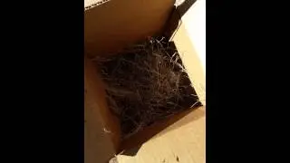 Эксперимент по компостированию на заднем дворе с использованием человеческого навоза (часть 1)