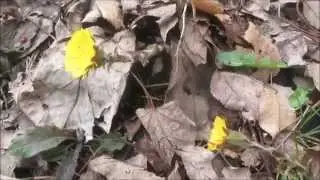 How to identify coltsfoot for making sore throat herbal remedy