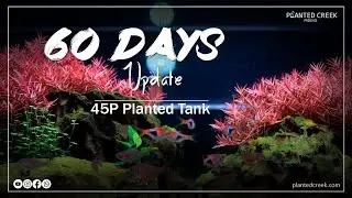 45p Planted Tank | 60 Days Update #plantedtank #aquascape #plantedcreek