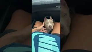 #americanbully #pitbull #pitmonster #puppy