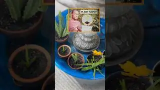 Water flowing plant life