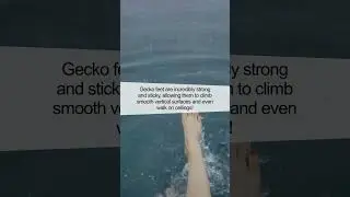 The Incredible Strength of Gecko Feet!
