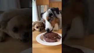 A Chihuahua eating stake with Australian Shepherd #dogs #funnydog