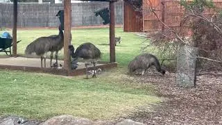 Native Australian Animals