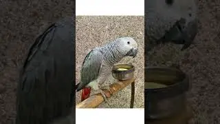 African grey and Raw alexandrine Friendship