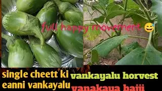 🍆Single cheett ki eanni vankayalu!?pls gess!?#mychannel#shorts  #youtubeshorts#vankaya#horvest#viral