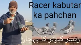 Rasser pigeons ka bara mai malomat or unka dum ankho ka Bara mai Pura video (5) kisam ka#pigeon 🕊🕊🕊