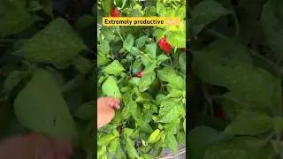 Best peppers to grow in hot weather.