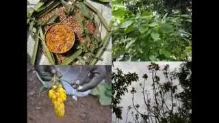 Medicinal Rice P5N Formulations for Phrynium Excess: Pankaj Oudhia's Medicinal Plant Database