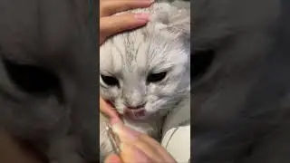 Immersive blackhead removal for cats  It is indeed old, and the black chin is so big