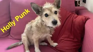 La cagnolina Holly oggi ha la cresta punk ed &egrave; la mia fedele assistente mentre lavoro