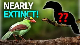 5 RAREST Birds in the WORLD (That Actually Exist)