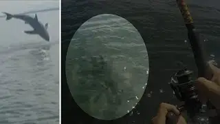 Nova Scotia man hooks juvenile great white shark while bass fishing