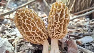 MOREL MUSHROOM HUNTING