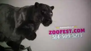 Zoofest 2013