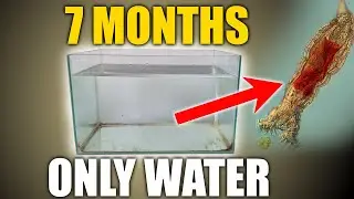 7 месяцев создания экосистемы исключительно из воды.