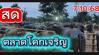 ชมบรรยากาศตลาดนัดโคกระบือโคกเจริญ อ.สว่าง จ.สกลนคร#ราคาวัววันนี้ 7/10/68