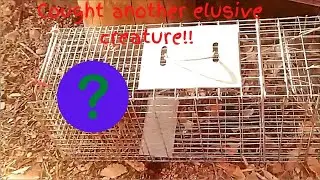 Elusive creature!!