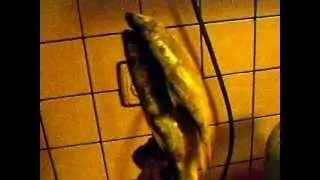 How to salt fish part 7