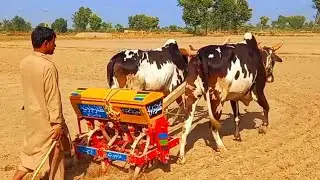 Powerful bull with auto seed drill || Automatic wheat seed drilling machine || Old Punjab