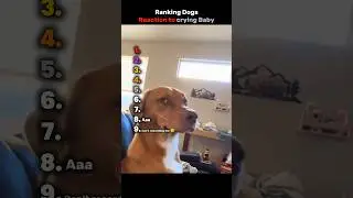 Ranking Dogs Reaction to Baby Crying