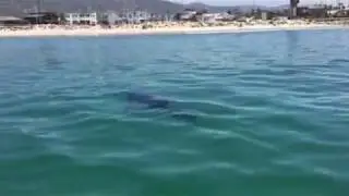 Padaro Lane Sharks