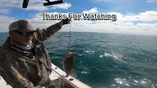 Offshore Fishing for Big Grouper!!