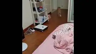 cat fails 2020
