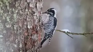 Three-Toed Woodpecker - Helsinki - 18012026