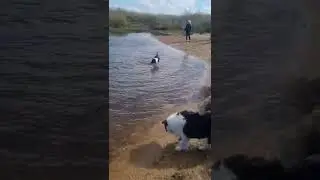 #friends_keto #dog #dogshavingfun #doglover
