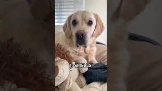Dog Argues With Owner Over Stinky Toy