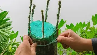 পুরাতন আম গাছকে নতুন জীবন দিন.  Apply top working grafting method on a large and old mango tree