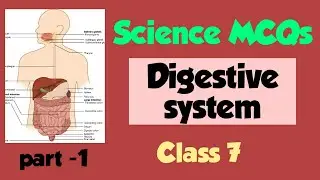 Science Quiz/Nso/Digestive system/Class-7