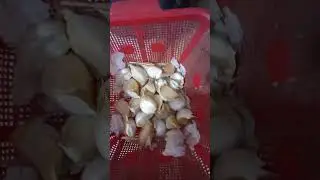 Garlic G1 cloves high quality seed #garlicg1 #farming #pure #organic #money #youtubeshorts #diamond