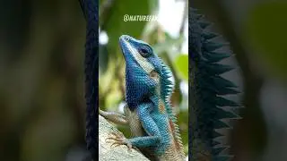 Masters of Illusion | The Astonishing World of Color-Changing Chameleons