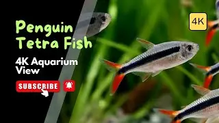 Penguin Tetra: The Perfect Fish for Planted Aquariums