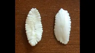 Determining fish age using Otoliths