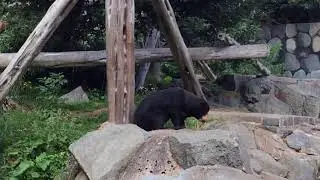 Sun Bear at Edinburgh Zoo, Scotland