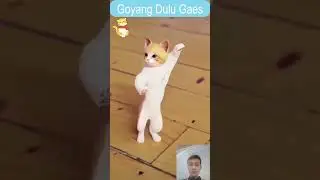 Funny Cat dancing