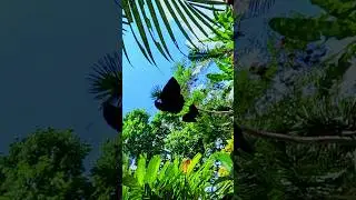 SLOW MOTION Reveals the HIDDEN BEAUTY of 2 Butterflies Dancing  | Nature Gazing  #mindfulmoments