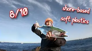 I Wasn&rsquo;t Ready for This Bite - False Albacore from the Rocks