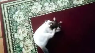 Skippy + monkey