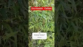 Tomates con ca&ntilde;as para Entutorar